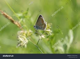 Attēlu rezultāti vaicājumam “Aricia artaxerxes  female”