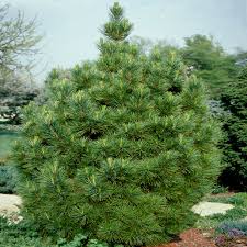 Image result for Pinus cembra