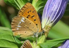 Attēlu rezultāti vaicājumam “Lycaena virgaureae”