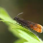 Attēlu rezultāti vaicājumam “Pammene rhediella”