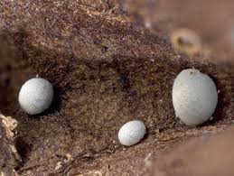 Attēlu rezultāti vaicājumam “Didymium difforme sessile”