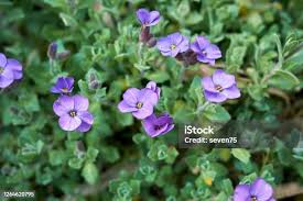Attēlu rezultāti vaicājumam “Aubrieta deltoidea leaf”