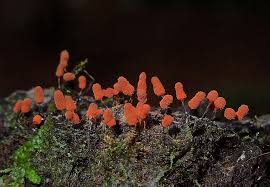 Attēlu rezultāti vaicājumam “myxomicetes”