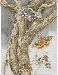 Attēlu rezultāti vaicājumam “Saturnia pavonia female”