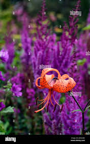 Attēlu rezultāti vaicājumam “Lilium lancifolium flower”