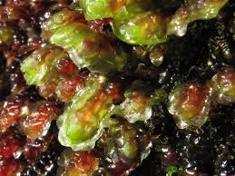 Attēlu rezultāti vaicājumam “Scapania undulata”