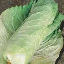 Image result for Zichorie