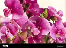 Attēlu rezultāti vaicājumam “Lathyrus sylvestris bud”