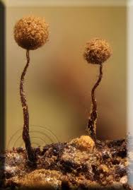 Attēlu rezultāti vaicājumam “Cribraria vulgaris”