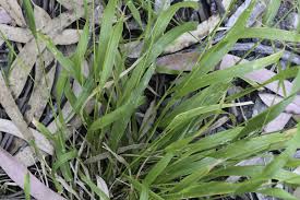 Attēlu rezultāti vaicājumam “Brachypodium sylvaticum leaf”