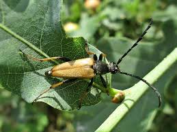 Attēlu rezultāti vaicājumam “Leptura rubra”
