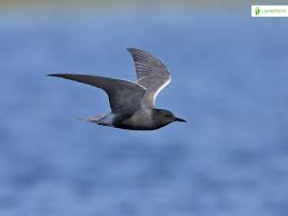 Attēlu rezultāti vaicājumam “Chlidonias niger”