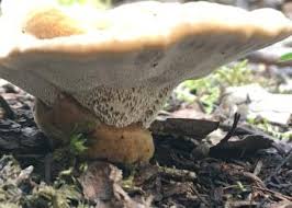 Attēlu rezultāti vaicājumam “Onnia tomentosa”