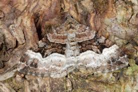 Attēlu rezultāti vaicājumam “Xanthorhoe biriviata”