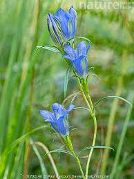 Attēlu rezultāti vaicājumam “Gentiana pneumonanthe flower”