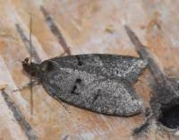 Attēlu rezultāti vaicājumam “Luquetia lobella”