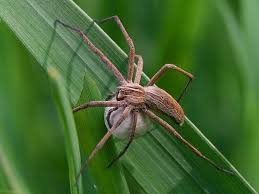 Attēlu rezultāti vaicājumam “Pisaura mirabilis”