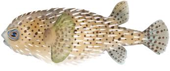 Image result for Diodon hystrix