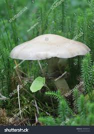 Attēlu rezultāti vaicājumam “Stropharia hornemannii”