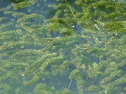 Attēlu rezultāti vaicājumam “Elodea canadensis”