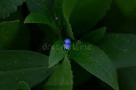 Attēlu rezultāti vaicājumam “Myosotis sparsiflora flower”