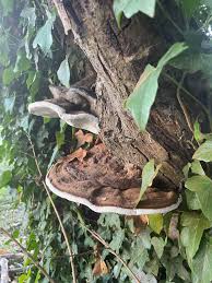 Attēlu rezultāti vaicājumam “Agathomyia wankowiczii”