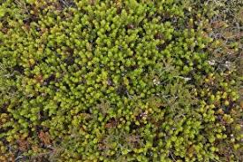 Attēlu rezultāti vaicājumam “Empetrum nigrum fruit”