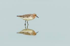 Attēlu rezultāti vaicājumam “Calidris falcinellus adult”