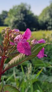 Image result for Impatiens glandulifera
