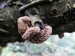 Attēlu rezultāti vaicājumam “Encoelia furfuracea”