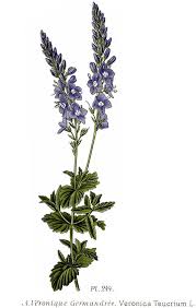 Image result for Veronica teucrium