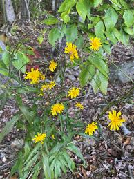 Attēlu rezultāti vaicājumam “Hieracium laevigatum”