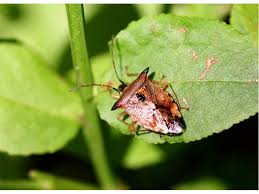 Attēlu rezultāti vaicājumam “Elasmucha ferrugata”