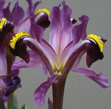 Attēlu rezultāti vaicājumam “Iris rosenbachiana flower”