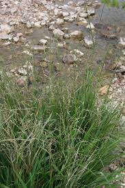 Attēlu rezultāti vaicājumam “Glyceria striata fruit”