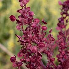 Image result for Atriplex hortensis