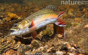Image result for Salvelinus fontinalis