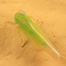 Attēlu rezultāti vaicājumam “Empoasca sp.”