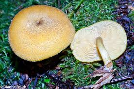 Attēlu rezultāti vaicājumam “Diachea leucopodia young”