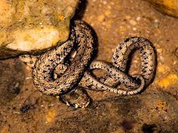 Attēlu rezultāti vaicājumam “Natrix natrix”