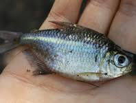 Attēlu rezultāti vaicājumam “Dipogon sp.”