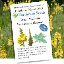 Attēlu rezultāti vaicājumam “Verbascum thapsus fruit”