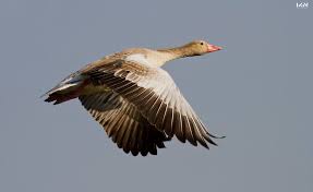 Attēlu rezultāti vaicājumam “Anser anser”