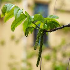 Attēlu rezultāti vaicājumam “Pterocarya fraxinifolia male flower”