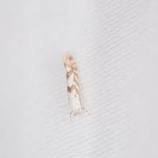 Attēlu rezultāti vaicājumam “Phyllonorycter apparella”