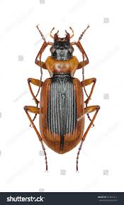 Attēlu rezultāti vaicājumam “Nebria livida”