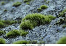 Attēlu rezultāti vaicājumam “Dicranella heteromalla”