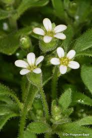 Attēlu rezultāti vaicājumam “Saxifraga tridactylites flower”