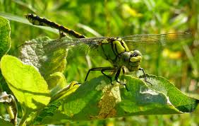 Attēlu rezultāti vaicājumam “Ophiogomphus cecilia”