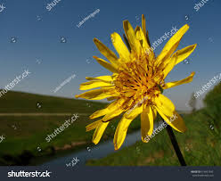 Attēlu rezultāti vaicājumam “Tragopogon pratensis subsp. pratensis”